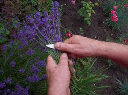 garten geniessen