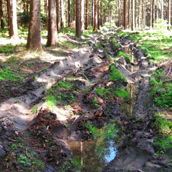 Rückegasse im Wald